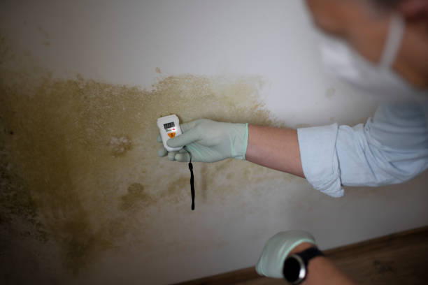 Best Emergency Mold Remediation in Weiser, ID
